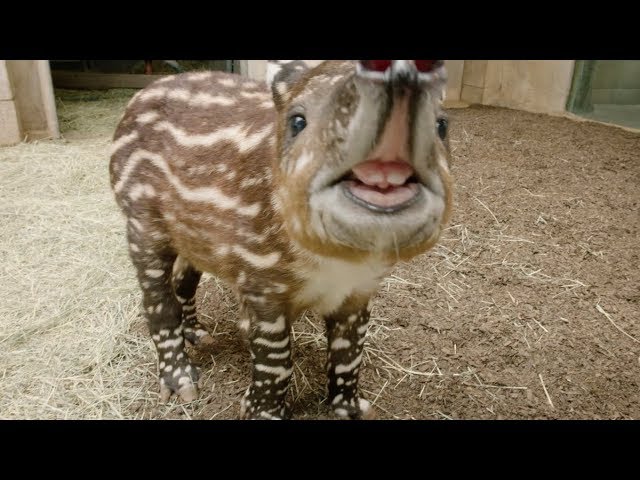 Endangered Baby Tapir Tests His Tiny Trunk