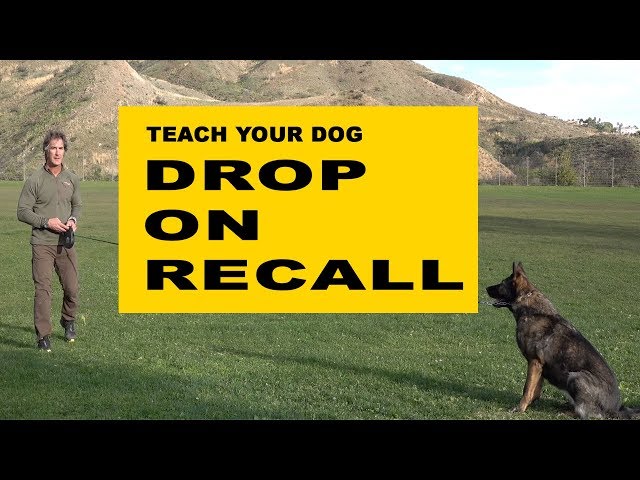 Teach Your Dog DROP on RECALL - Dog Obedience Training - Robert Cabral Dog Training Video