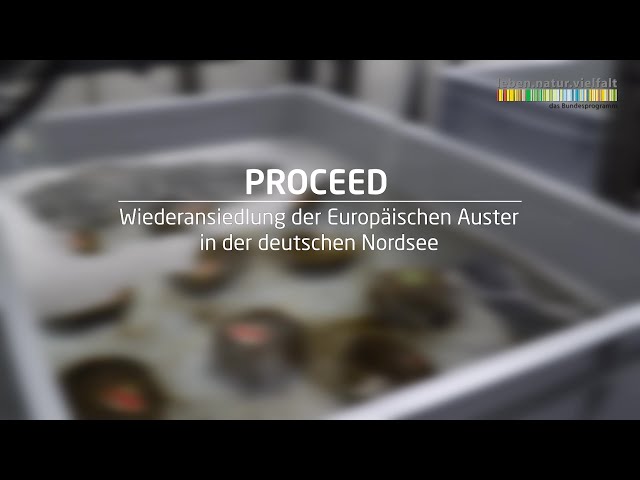 PROCEED - Wiederansiedlung der Europäischen Auster in der deutschen Nordsee