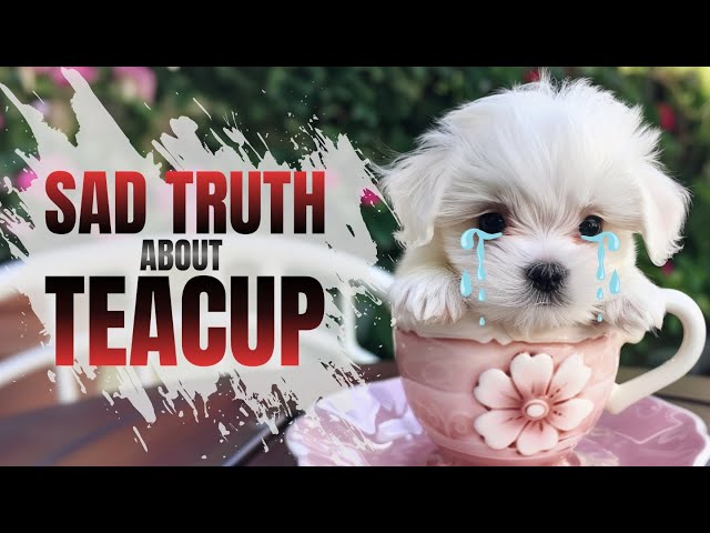 😭What to know before having a teacup puppy ｜Teacup dog Health Problem