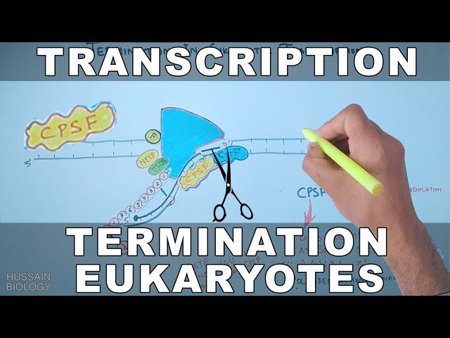 Transcription Termination in Eukaryotes