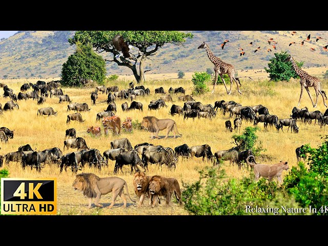 4K African Wildlife: "Paradise" of Wildlife in Kenya Preserve | Savage Kingdom | Ultimate Predators