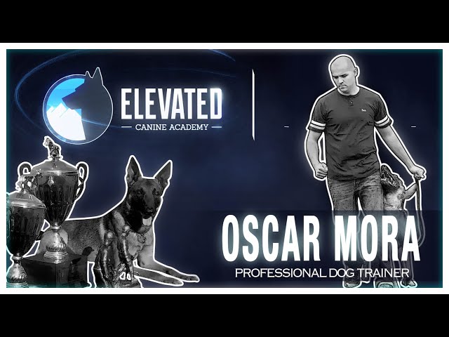 Nate Schoemer Show | Episode 8 - Oscar Mora | Professional Dog Trainer