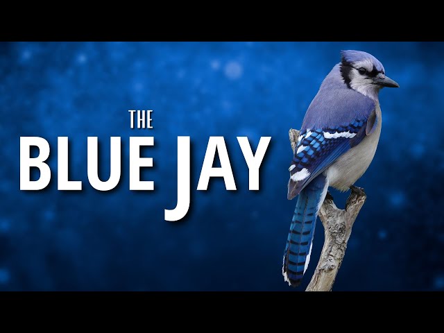 A Bird I've Known the Longest - The Blue Jay