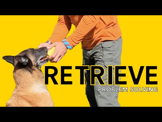 Fixing Problems Teaching Your DOG Retrieve FETCH - Robert Cabral Dog Training Video