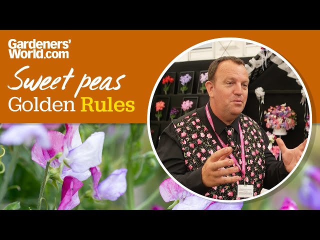 Caring for sweet peas | Golden Rules