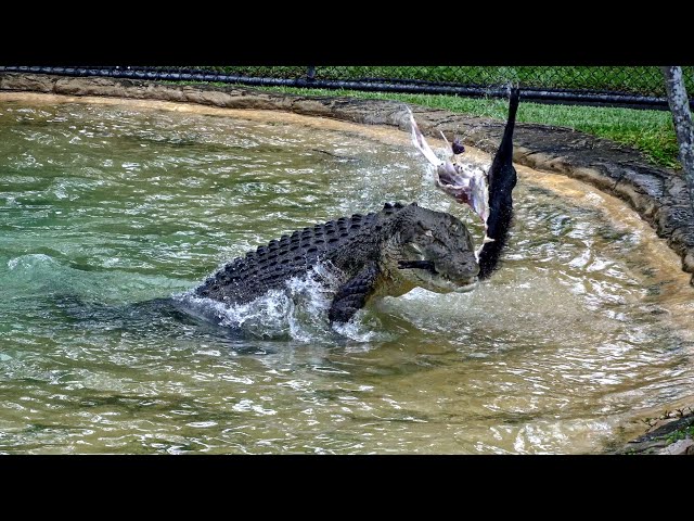 How Crocodiles Breakdown Their Food | Australia Zoo