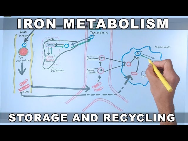 Iron Metabolism | Storage and Recycling
