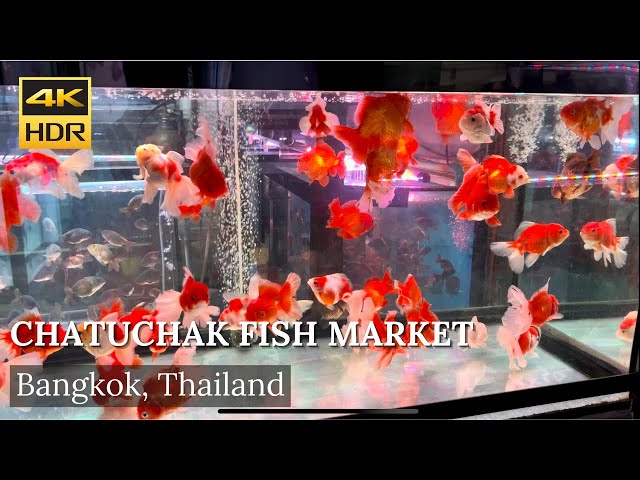 4K HDR| Walk around Chatuchak Market Fish Zone (JJ fish market) | Bangkok | Thailand |