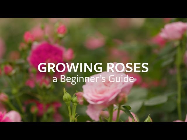 How to grow Roses | Grow at Home | Royal Horticultural Society