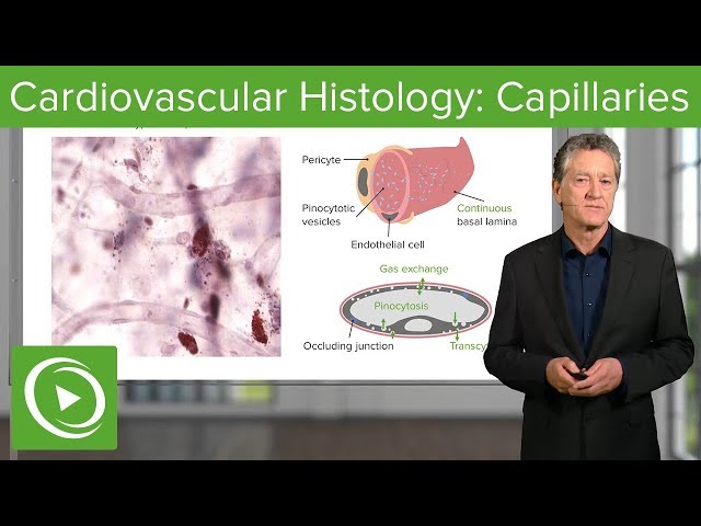 Cardiovascular Histology: Capillaries – Histology | Lecturio