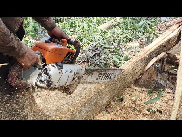 Incredible Skills Operator Wood Cutting Machine Chainsaw STIHL 070 DUROMATIC E Sound Effect