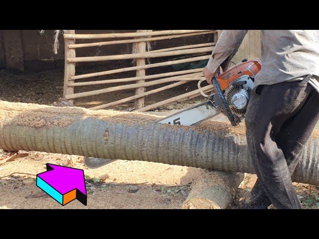 Long Palm Tree Sawing Skills Compilation With Chainsaw STIHL Wood Cutting Machine