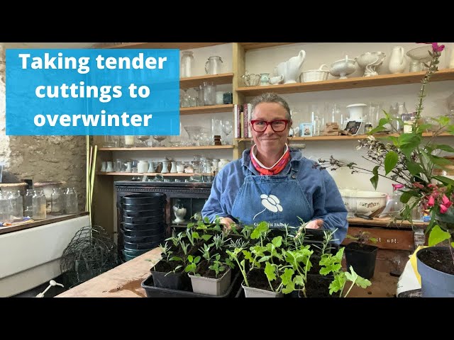 How and why I take cuttings of tender plants to over winter and plant out next spring