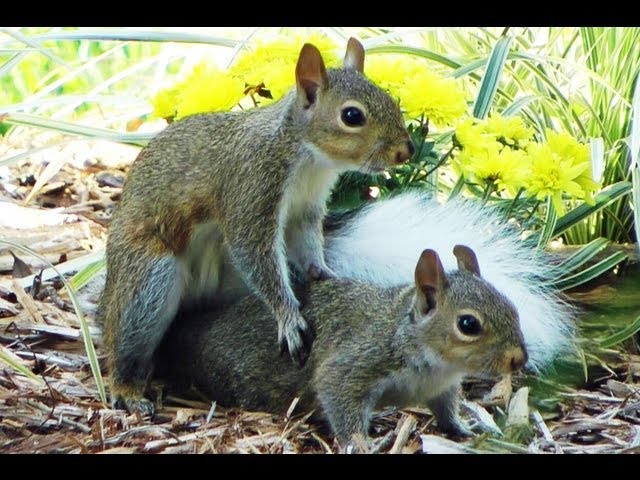 White Tail Drunk Squirrel Play Mating FYV