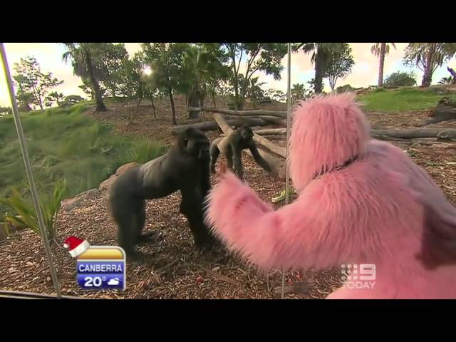 Stevie the pink gorilla