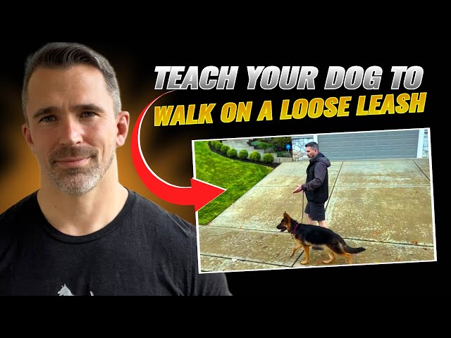 Teaching Your Dog How to Walk Nicely on Leash!