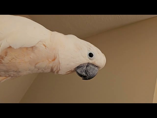 Shower Conversation With A Cockatoo
