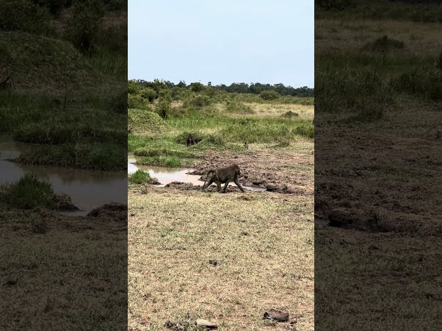 A Crocodile Snatches a Baboon