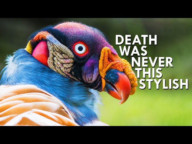 King Vulture: The King of the Dead