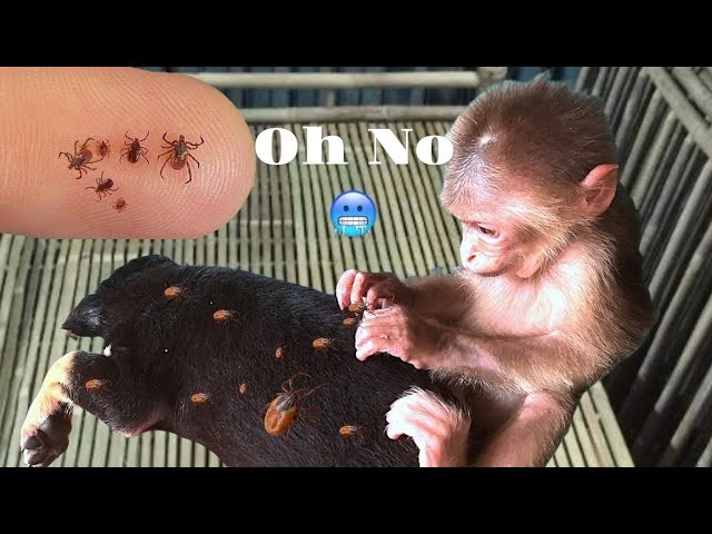 Harvest passion fruit and BABY MONKEY KaKa catches parasites for puppy MunMun