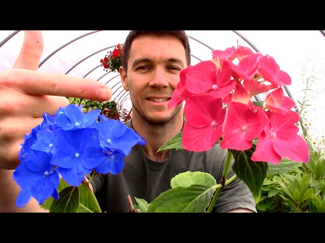 How do I get Purple Hydrangea Flowers | White Hydrangea Flowers | Do all Hydrangeas Change Color