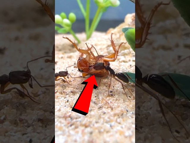 I gave my Trapjaw ants a roach