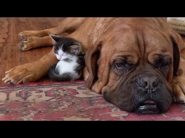 Watch what happen when an abandoned tiny kitten fall in love with 135 pound giant dog!