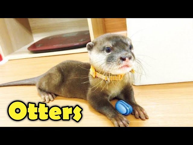 10 Cute Otter Facts You Want to Know!