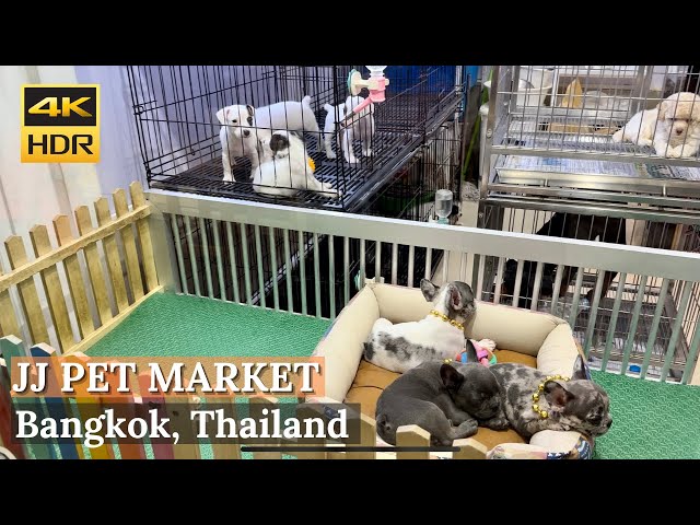 [BANGKOK] Chatuchak Weekend Market Pet Zone "Biggest Pet Market In Bangkok" | Thailand [4K HDR]