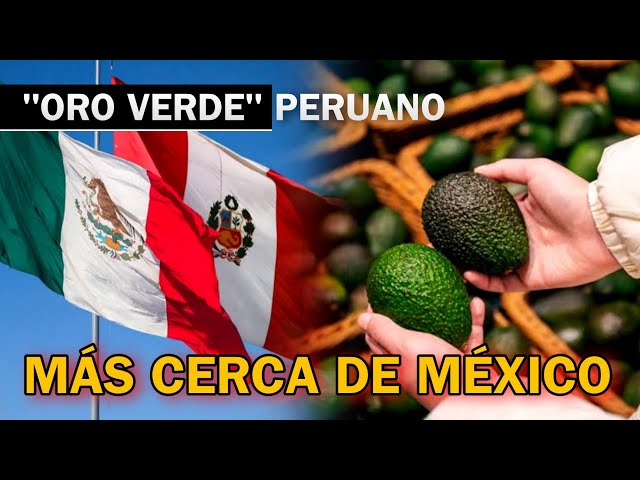 Productores Mexicanos en ALERTA: Oro Verde 🇵🇪Peruano acorta distancias