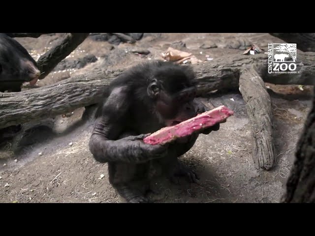 Bonobo Vernon Celebrates 49th Birthday - Cincinnati Zoo
