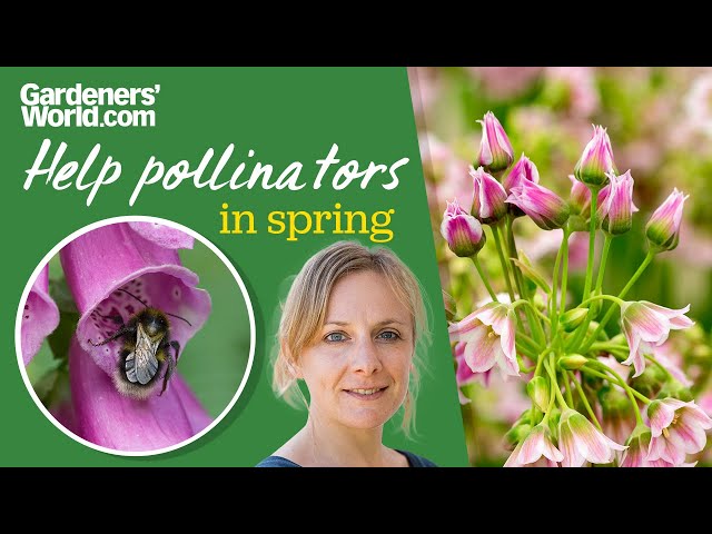 Spring flowers that pollinators love | Kate Bradbury