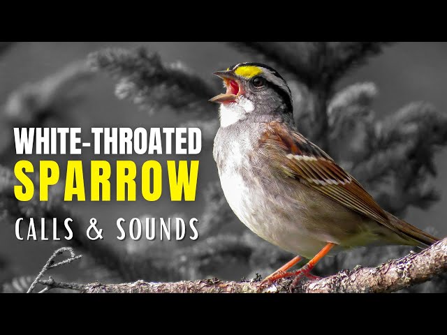 White-throated Sparrow Calls and Sounds | The Anthem of the Boreal Forest