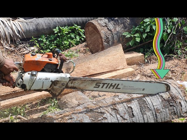 How To Sawing Palm Tree With Chainsaw STIHL MS070 Wood Cutting Machine