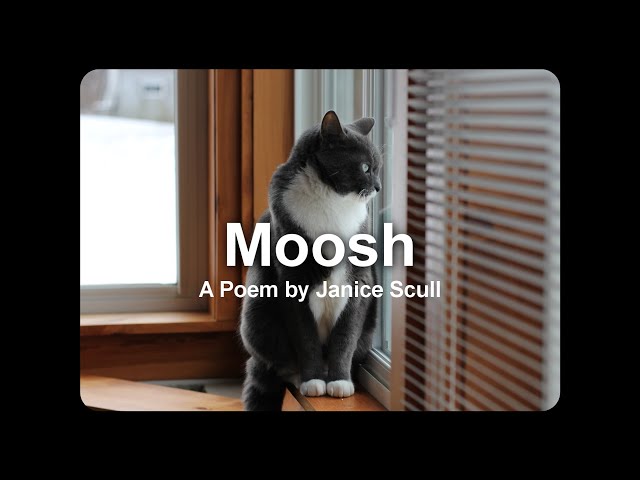 Moosh: A Poem by Janice Scull for my cat Mooshi