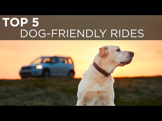 These are the top 5 dog-friendly rides | Buying Advice | Driving.ca