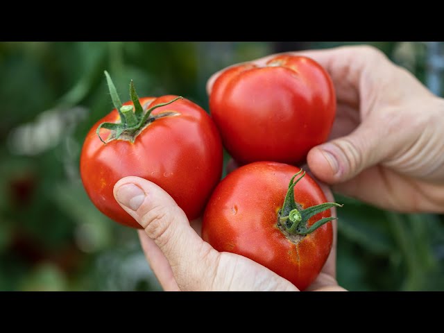 How to Peel Tomatoes Easily!