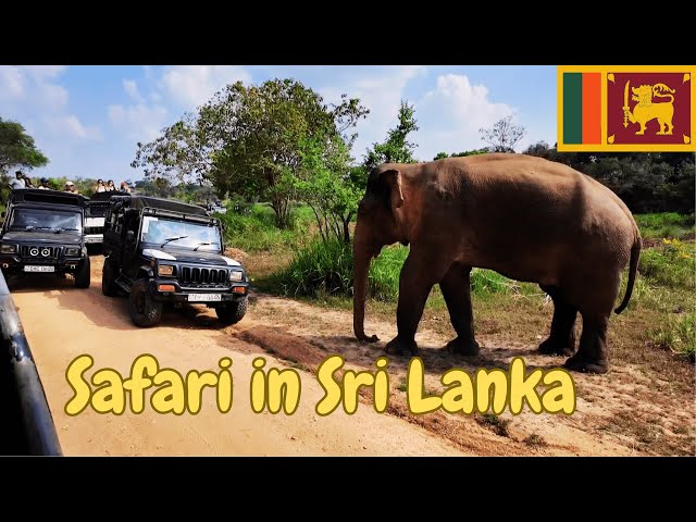 Elefanten-Safari in Sri Lanka - Eine windige Angelegenheit...