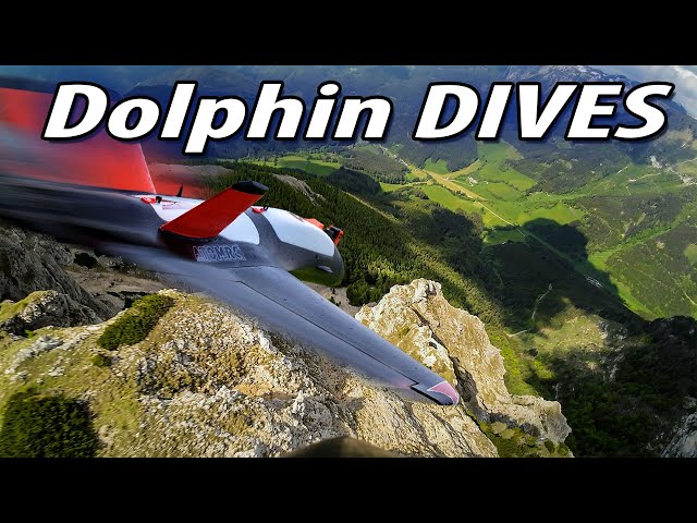 Dolphin Dives