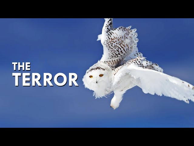 Snowy Owls Build Nests Out Of Lemming Corpses