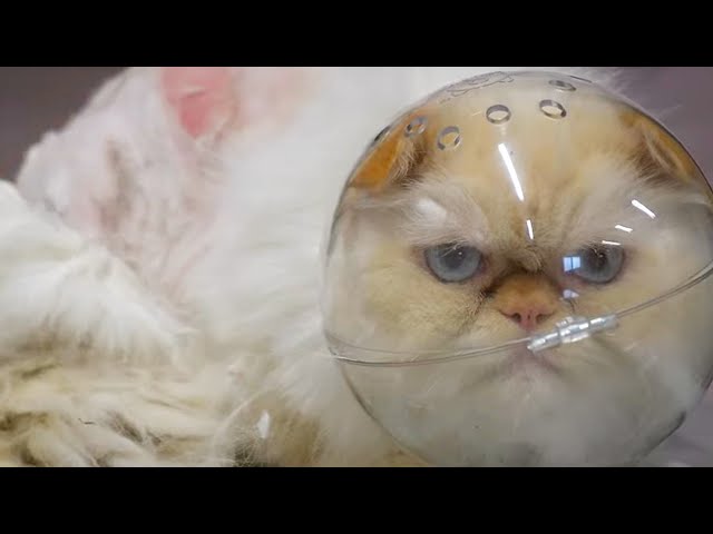 Extremely matted & furocious astronaut cat