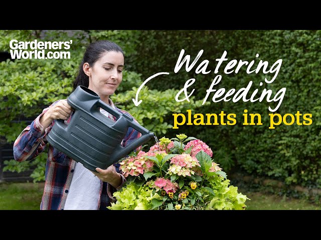 The ESSENTIALS of watering and feeding pots