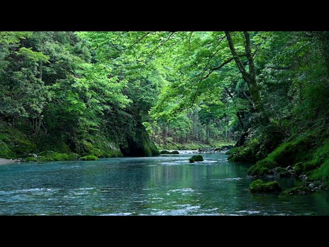 Listen to the Sound of this Emerald Forest River to Relieve Stress, Anxiety, ADHD, Relax, Study