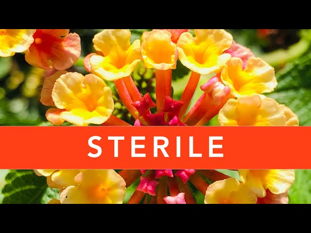 STERILE Lantana: What is it? Should you buy it?