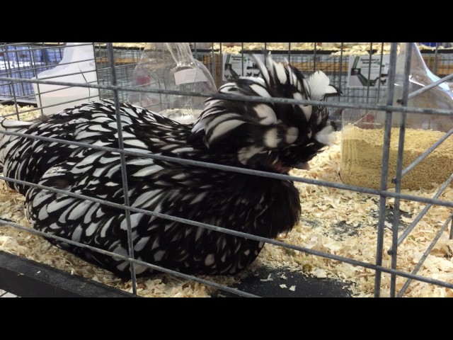This is a chicken.  Look at the majestic plumage.