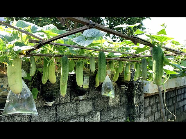 Creative way to grow cucumbers on the wall simple, high yield