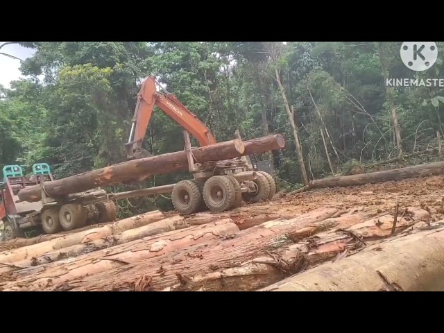 Great skills Operator excavator loading logs