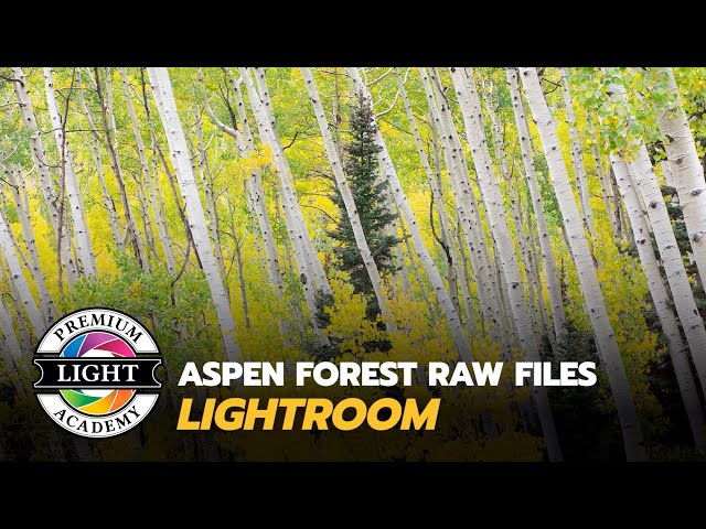 Listing Aspens Lightroom - Fall Color Photography