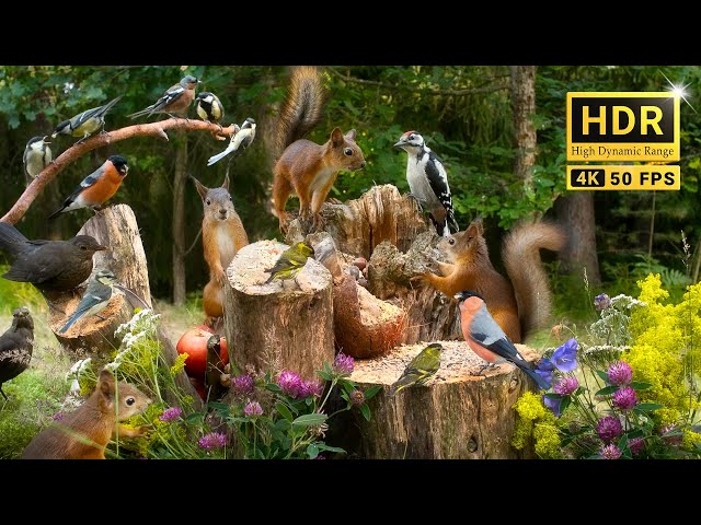 Forest Friends in Summer Serenity: 10 hours Cat & Dog TV with Chirps and Chatters (4K HDR)
